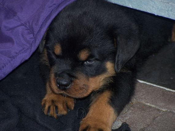 puppy's H-nest